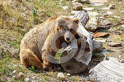 Big Himalayan brown bear Stock Photo