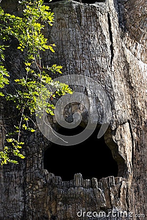 Big hollow tree in zoo Stock Photo