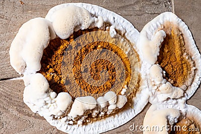 Big home destructive fungus on the floor of the residential building. Stock Photo