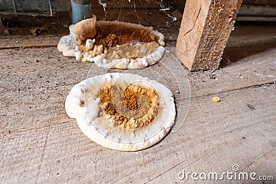 Fungus attacking wooden elements in structures, close-up image Stock Photo
