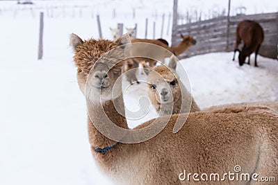 Medium horizontal shot of funny tan alpaca with heavy mullet Stock Photo