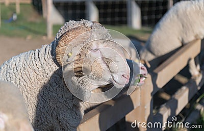 Big Horn Rams or Arles Merino sheep Stock Photo