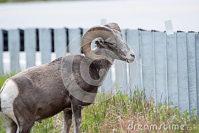 Big horn sheep eating on the roadside. Stock Photo