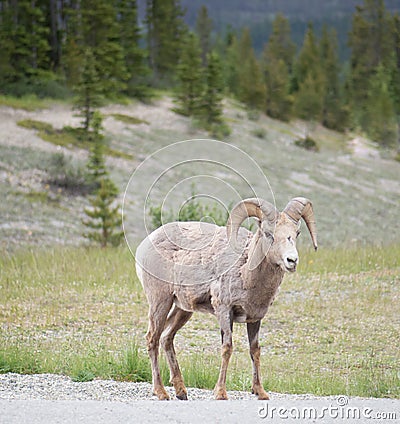 Big Horn Sheep Portrait front view in Banff Stock Photo