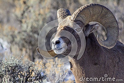 Big Horn Sheep Ram Stock Photo