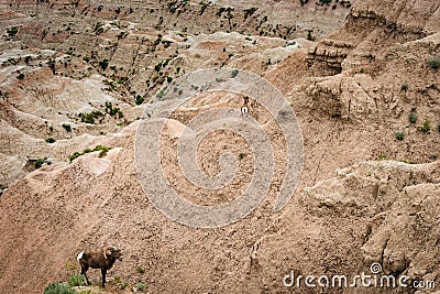 Big Horn Sheep, South Dakota Badlands Stock Photo