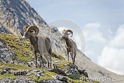 Big Horn Sheep walking on the mountain edge Stock Photo