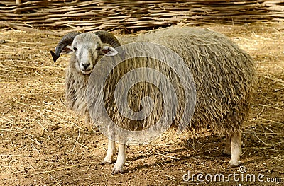 Big horned sheep in the paddock Stock Photo