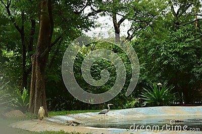 Crocodiles in Jungle/Zoo Park,wildlife Stock Photograph Image Stock Photo