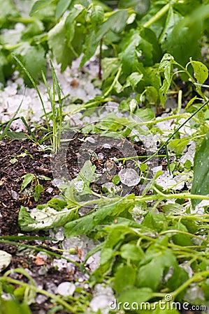 Big ice hail on green grass Stock Photo