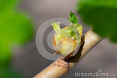 Big injured young green burgeon of black and red currant bush twig because of cecidophyopsis ribis. Early spring Stock Photo