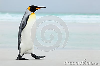 Big King penguin going to blue water, Atlantic ocean in Falkland Island, coast sea bird in the nature habitat Stock Photo