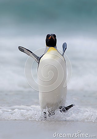 Big King penguin jumps out of the blue water while swimming through the ocean in Falkland Island Stock Photo