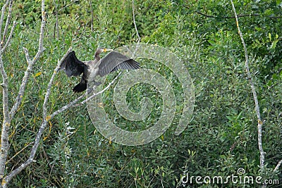 Big Kormoran sits with spread out wina big cormorant sits with spread wings in a tree gs in a tree Stock Photo