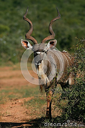 Big Kudu Bull Stock Photo