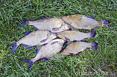 Big Lake fishes tench and bream on green grass after fishing Stock Photo