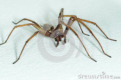 A big large male giant house spider on a white wall Stock Photo