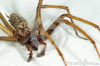 A big large male giant house spider on a white wall Stock Photo