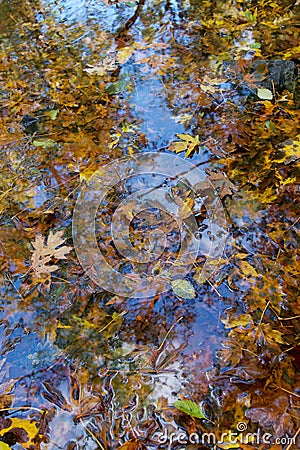 Big Leaf Maple leaves fill a quiet pool of Goldstream River, with reflection of sky and trees Stock Photo