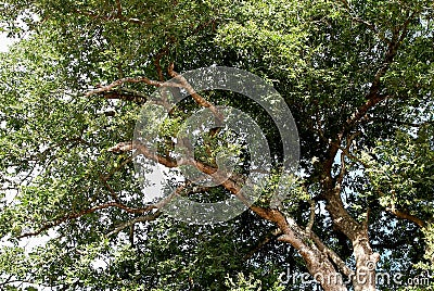 A big, leafy tree, full of branches and leaves. Stock Photo