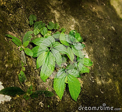 Big leaves and green Stock Photo