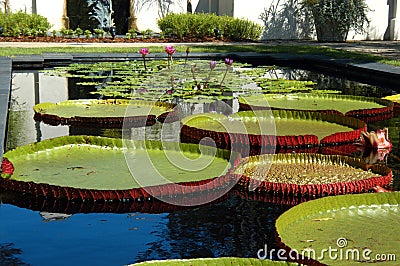 Big Lilly Pads and Blooms Stock Photo