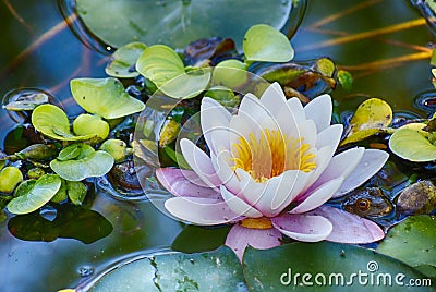 Big lilly on pond Stock Photo