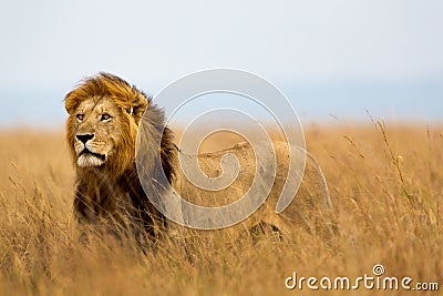 Big Lion Caesar in Masai Mara Stock Photo