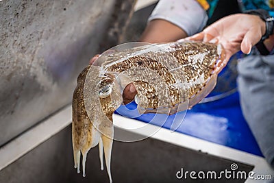 Big living fresh rainbow cuttlefish in hands of fisherman Stock Photo