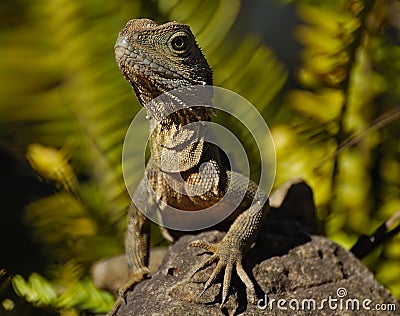 Big Lizard in Australia Stock Photo