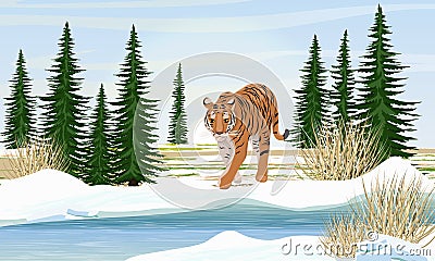 Big lonely tiger by the river in winter. Spruce trees and dry grass Vector Illustration