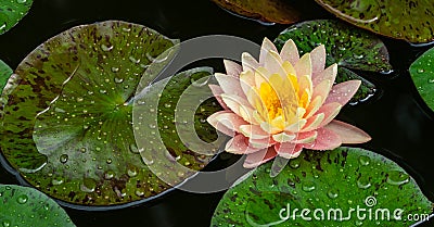 Big magic pink water lily or lotus flower Perry`s Orange Sunset with spotted colorful leaves in garden pond. Close-up of Nymphaea Stock Photo