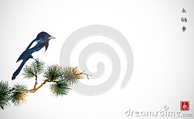 Big magpie bird sitting on pine tree branch. Traditional oriental ink painting sumi-e, u-sin, go-hua on white background Vector Illustration