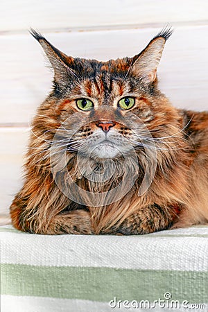 Big maine coon cat looks at the camera and lies on the bedspread. Portrait fluffy tortoiseshell cat with green eyes close-up Stock Photo