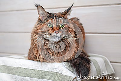 Big maine coon cat. Portrait fluffy tortoiseshell cat with green eyes on the couch Stock Photo