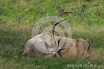 The big male of Bactrian deer Cervus elaphus bactrianus laying like a dead deer in the grass with green background Stock Photo