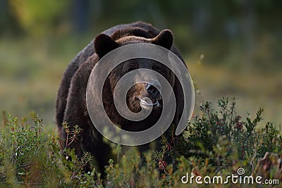 Big male bear portrait in the wild taiga Stock Photo