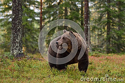 Big male brown bear in forest Stock Photo