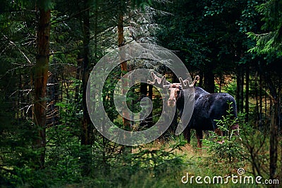 Big male Bull moose & x28;Alces alces& x29; in deep forest of Sweden. Big animal in the forest. Elk symbol of Sweden Stock Photo