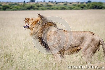 Big male Lion doing a Flehmen grimace. Stock Photo