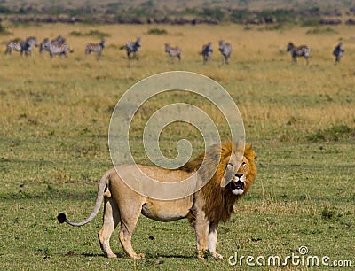 Big male lion with gorgeous mane goes on savanna. National Park. Kenya. Tanzania. Maasai Mara. Serengeti. Cartoon Illustration