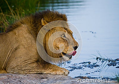 Big male lion with a mane of gorgeous drinking water. National Park. Kenya. Tanzania. Masai Mara. Serengeti. Stock Photo