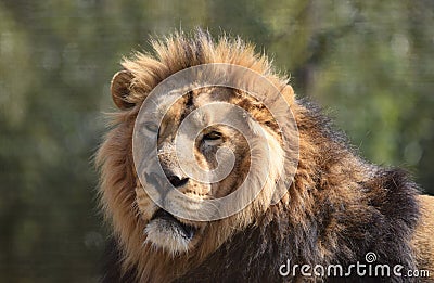 Big Male Lion Portrait Head face and mane Stock Photo