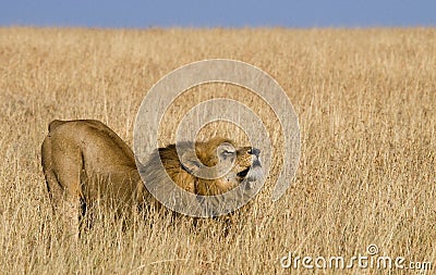 Big male lion in the savanna. National Park. Kenya. Tanzania. Maasai Mara. Serengeti. Stock Photo