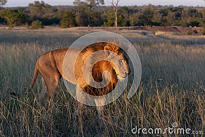 Big male lion walking through grassland Stock Photo