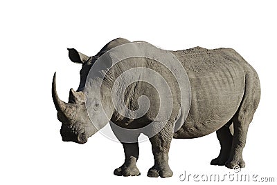 big-male-rhinoceros-10996206.jpg