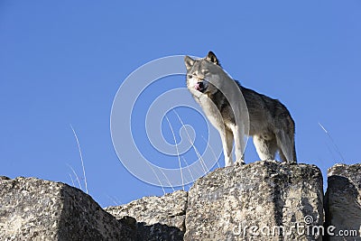 Big male timber wolf Stock Photo