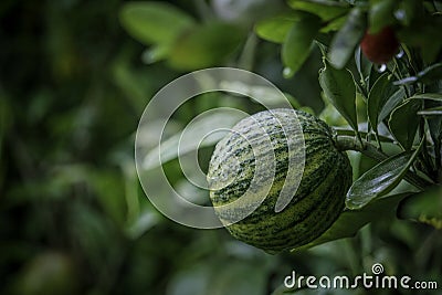 Big malta HD image Green-yellow Malta close-up in the Garden Stock Photo