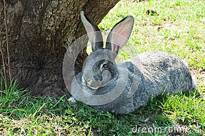 Big mammal rabbit Stock Photo