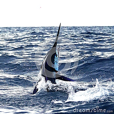 Big marlin fish breaching out of the water. Sport-fishing Stock Photo